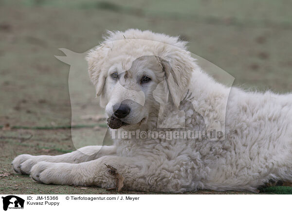 Kuvasz Puppy / JM-15366