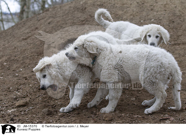 Kuvasz Welpen / Kuvasz Puppies / JM-15370