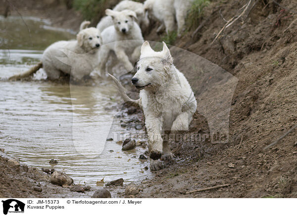 Kuvasz Welpen / Kuvasz Puppies / JM-15373