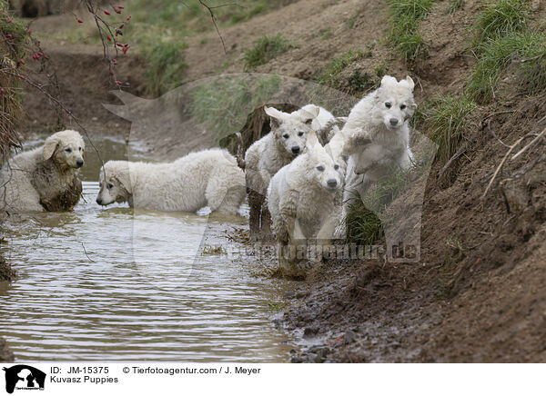 Kuvasz Welpen / Kuvasz Puppies / JM-15375