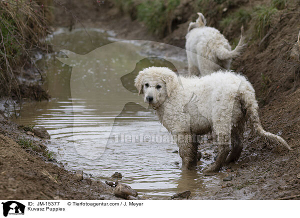 Kuvasz Puppies / JM-15377