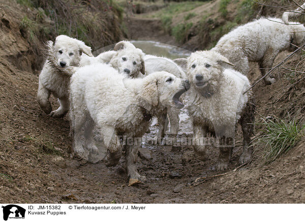 Kuvasz Puppies / JM-15382