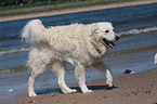 walking Kuvasz