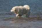 bathing Kuvasz