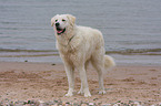 Kuvasz