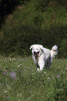 walking Kuvasz