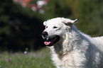 Kuvasz Portrait