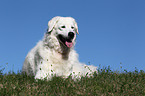 lying Kuvasz