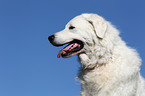 Kuvasz Portrait