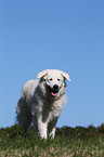 walking Kuvasz