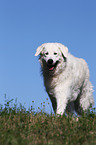 walking Kuvasz