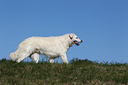 walking Kuvasz