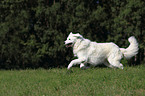 running Kuvasz