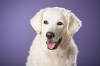 Kuvasz Portrait