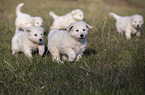 Kuvasz Puppies