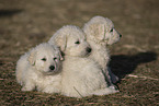 Kuvasz Puppies