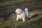 Kuvasz Puppy