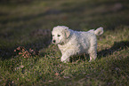 Kuvasz Puppy