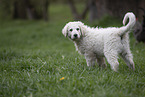 Kuvasz Puppy