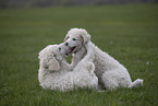 Kuvasz Puppies