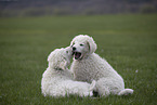 Kuvasz Puppies