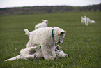 Kuvasz Puppies