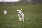 Kuvasz Puppies