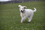 Kuvasz Puppy