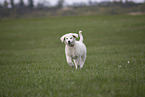 Kuvasz Puppy