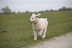 Kuvasz Puppy