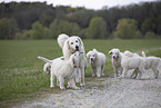 Kuvasz