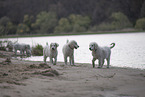 Kuvasz Puppies