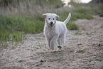 Kuvasz Puppy