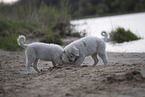 Kuvasz Puppies