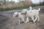 Kuvasz Puppies