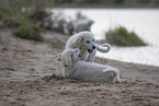 Kuvasz Puppies