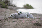 Kuvasz Puppies