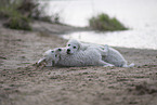 Kuvasz Puppies