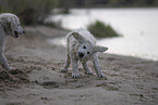 Kuvasz Puppies