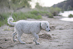 Kuvasz Puppy