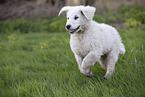 Kuvasz Puppy