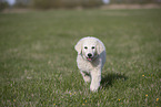 Kuvasz Puppy