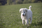 Kuvasz Puppy