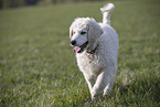 Kuvasz Puppy