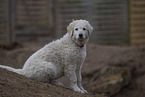 Kuvasz Puppy