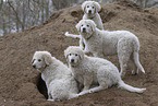 Kuvasz Puppies