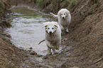 Kuvasz Puppies