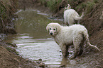 Kuvasz Puppies