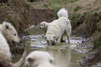 Kuvasz