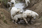 Kuvasz Puppies